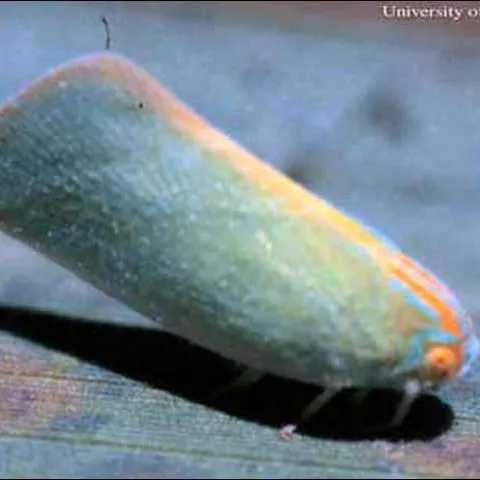 thumbnail for publication: Flatid Planthopper, Oormenaria rufifascia (Walker) (Insecta: Hemiptera: Auchenorrhyncha: Flatidae)